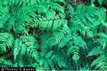 Eastern bracken